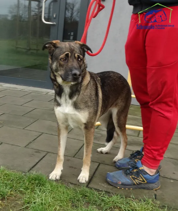 Znaleziono psa, Szczecin, 10 grudnia 2025 (1/2)