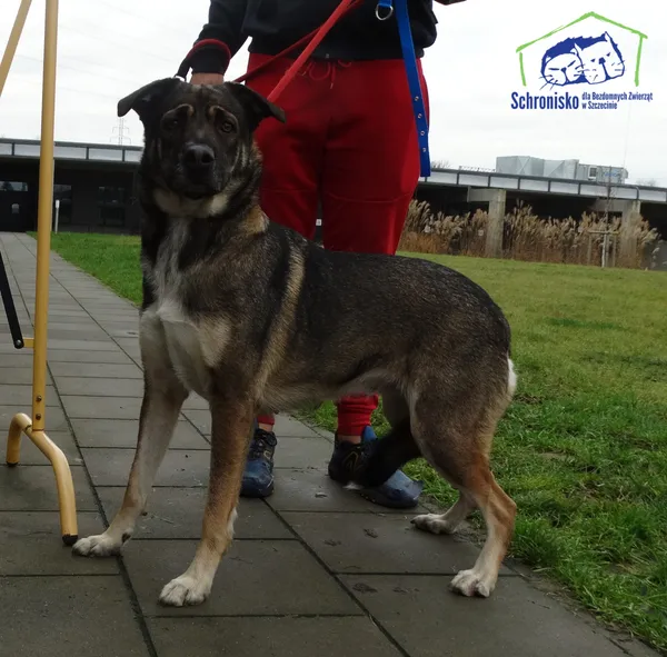 Znaleziono psa, Szczecin, 10 grudnia 2025 (2/2)