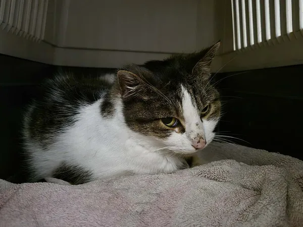 Znaleziono kota, Sosnowiec, 3 grudnia 2025