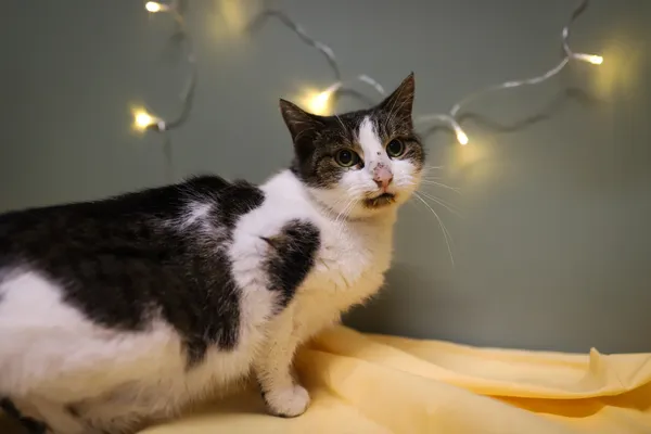 Znaleziono kota, Sosnowiec, 3 grudnia 2025 (1/5)