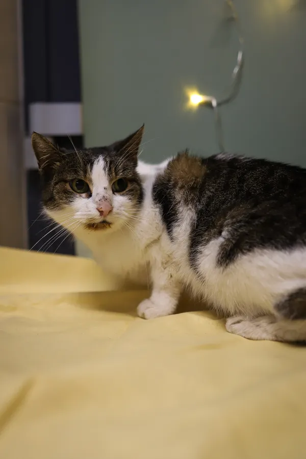 Znaleziono kota, Sosnowiec, 3 grudnia 2025 (3/5)