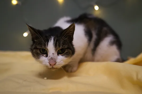 Znaleziono kota, Sosnowiec, 3 grudnia 2025 (4/5)