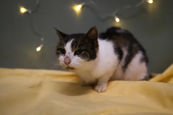 Znaleziono kota, Sosnowiec, 3 grudnia 2025 (5/5)