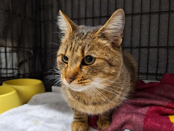 Znaleziono kota, Sosnowiec, 6 grudnia 2025