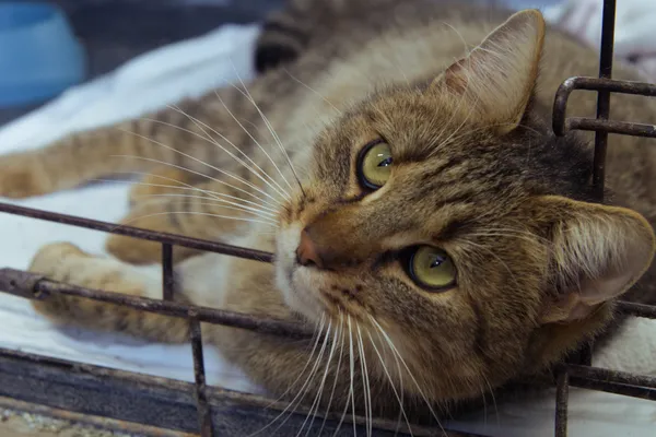 Znaleziono kota, Sosnowiec, 6 grudnia 2025