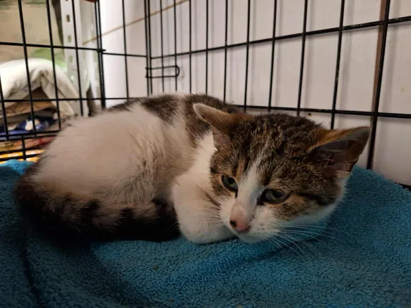 Znaleziono kota, Sosnowiec, 6 grudnia 2025