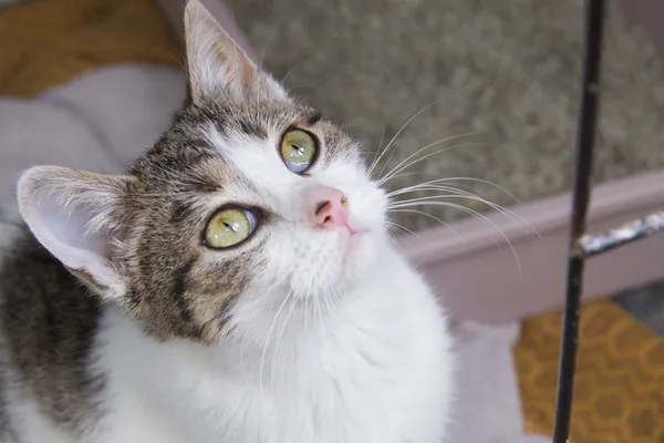 Znaleziono kota, Sosnowiec, 6 grudnia 2025 (1/2)