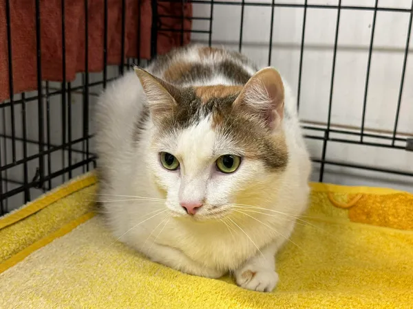 Znaleziono kota, Sosnowiec, 2 grudnia 2025