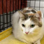 Znaleziono kota
