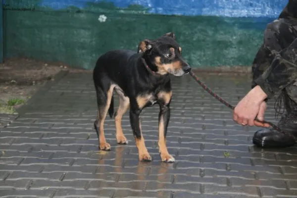 Pies do adopcji, Nowy Dwór Mazowiecki, 10 grudnia 2025 (2/5)