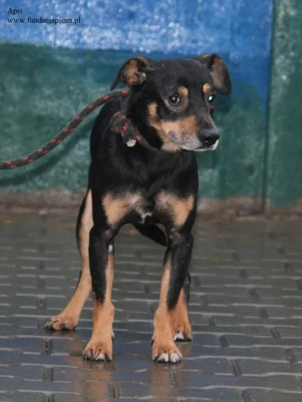 Pies do adopcji, Nowy Dwór Mazowiecki, 10 grudnia 2025 (3/5)