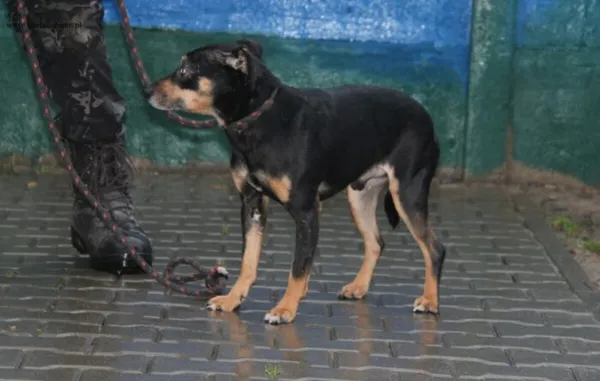 Pies do adopcji, Nowy Dwór Mazowiecki, 10 grudnia 2025 (4/5)