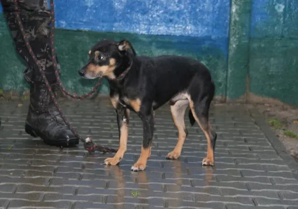 Pies do adopcji, Nowy Dwór Mazowiecki, 10 grudnia 2025 (5/5)