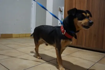 Pies do adopcji, Kraków, 25 listopada 2025