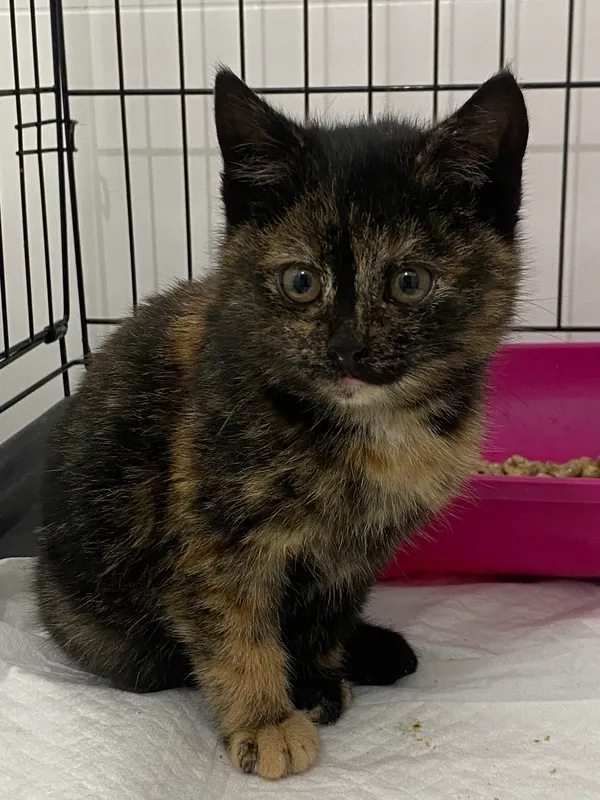 Znaleziono kota, Czartki, 10 grudnia 2025