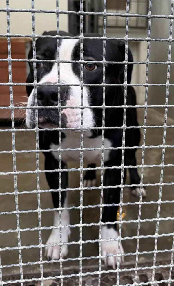 Znaleziono psa, Lublin, 10 grudnia 2025