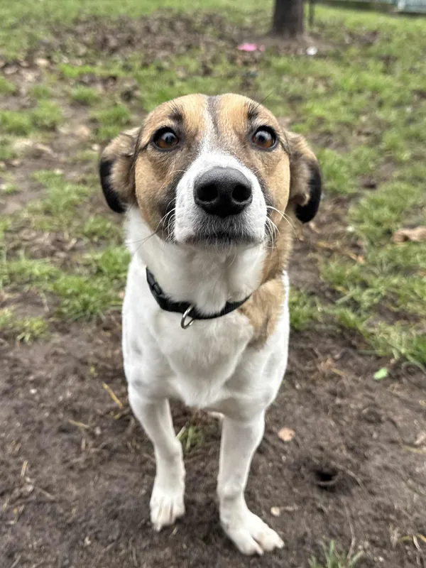 Pies do adopcji, Bydgoszcz, 10 grudnia 2025 (1/5)