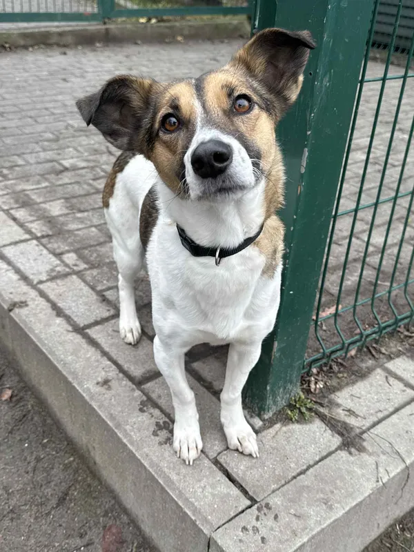 Pies do adopcji, Bydgoszcz, 10 grudnia 2025 (2/5)