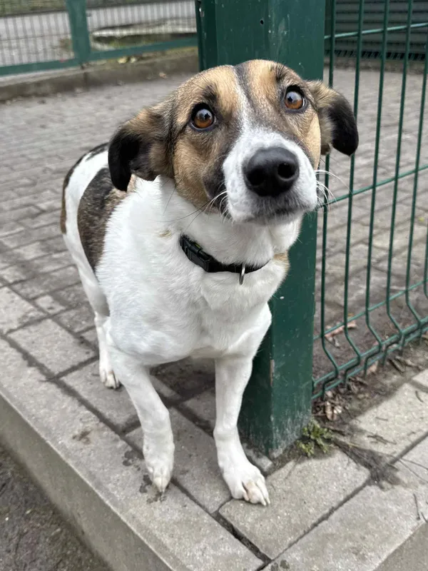 Pies do adopcji, Bydgoszcz, 10 grudnia 2025 (3/5)