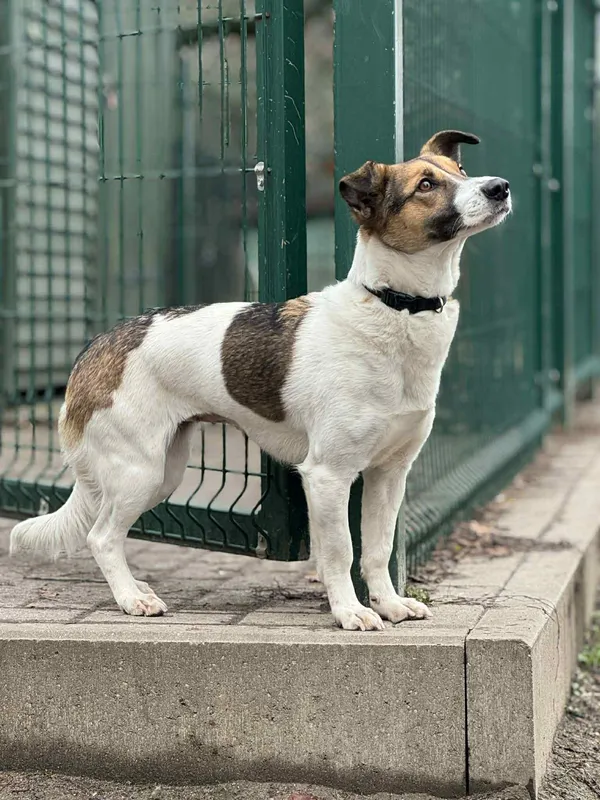 Pies do adopcji, Bydgoszcz, 10 grudnia 2025 (4/5)