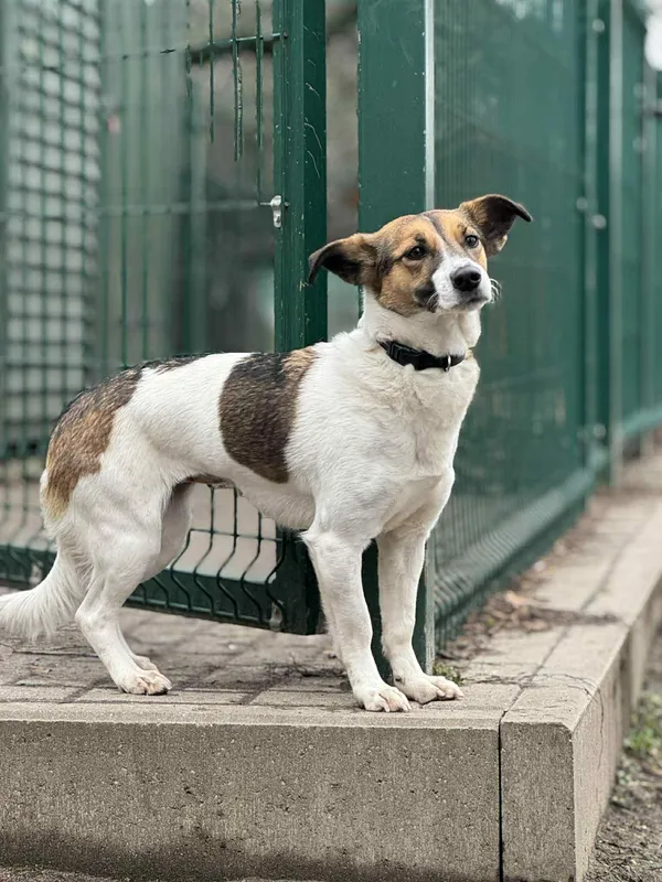 Pies do adopcji, Bydgoszcz, 10 grudnia 2025 (5/5)