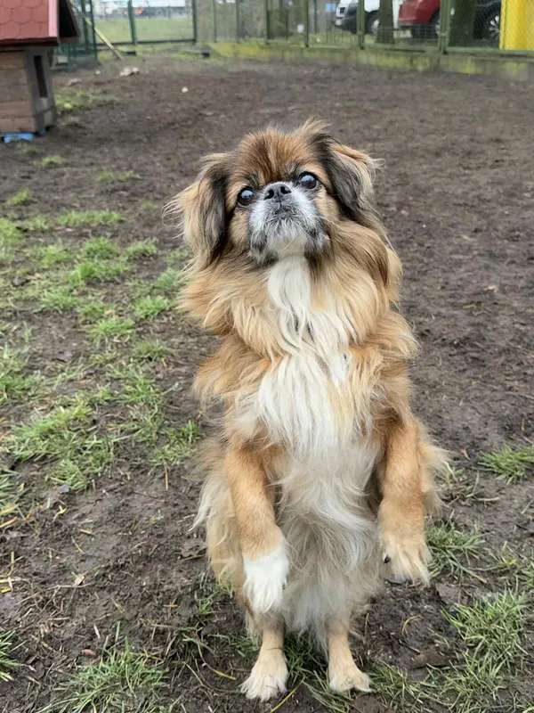 Pies do adopcji, Bydgoszcz, 10 grudnia 2025 (2/4)