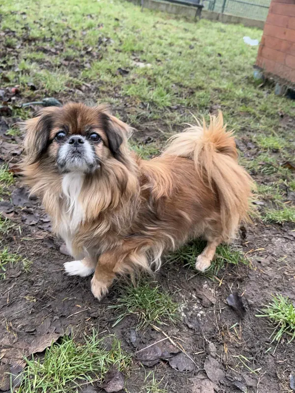 Pies do adopcji, Bydgoszcz, 10 grudnia 2025 (3/4)