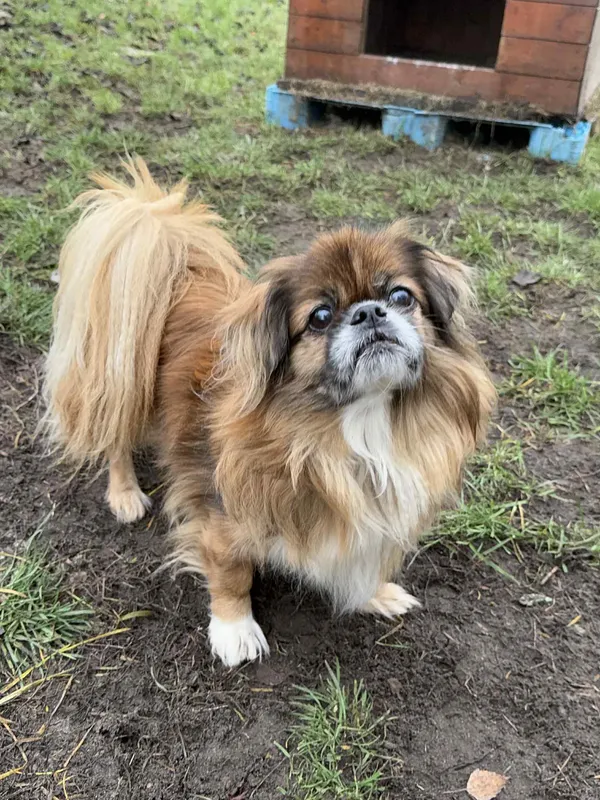 Pies do adopcji, Bydgoszcz, 10 grudnia 2025 (4/4)