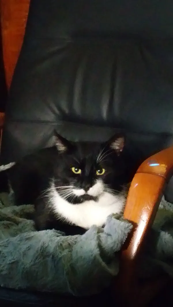 Zaginął kot, Komorów, 11 grudnia 2025 (2/3)