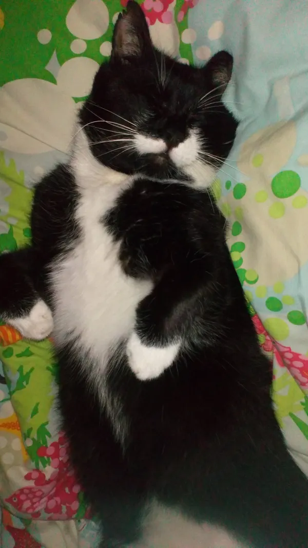 Zaginął kot, Komorów, 11 grudnia 2025 (3/3)