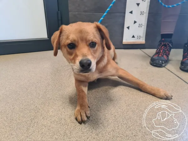 Znaleziono psa, Chełmek, 10 grudnia 2025