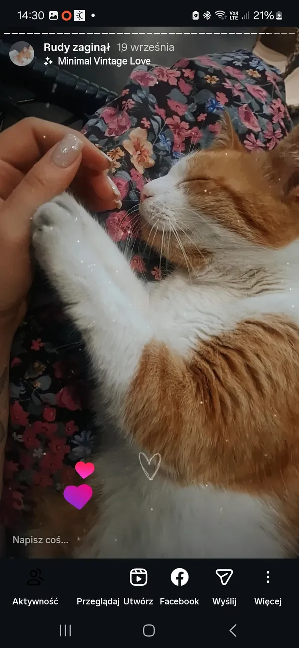 Zaginął kot, Bestwina, 11 grudnia 2025 (1/4)