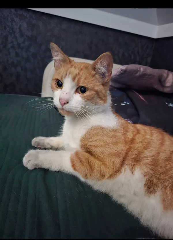 Zaginął kot, Bestwina, 11 grudnia 2025 (2/4)