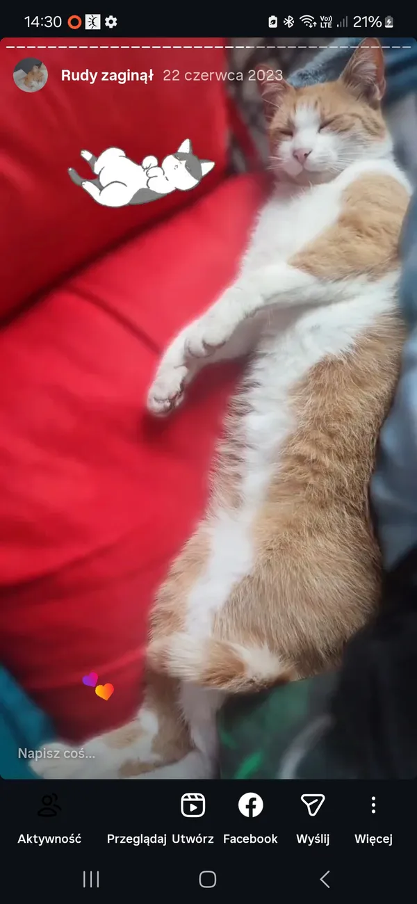 Zaginął kot, Bestwina, 11 grudnia 2025 (3/4)