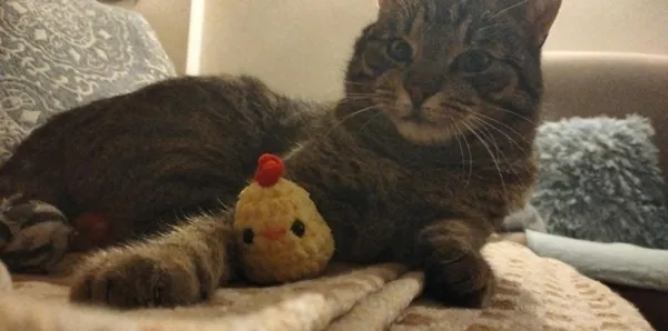 Zaginął kot, Łódź, 9 grudnia 2025