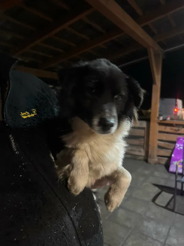 Pies do adopcji, Zgierz, 10 grudnia 2025 (1/2)