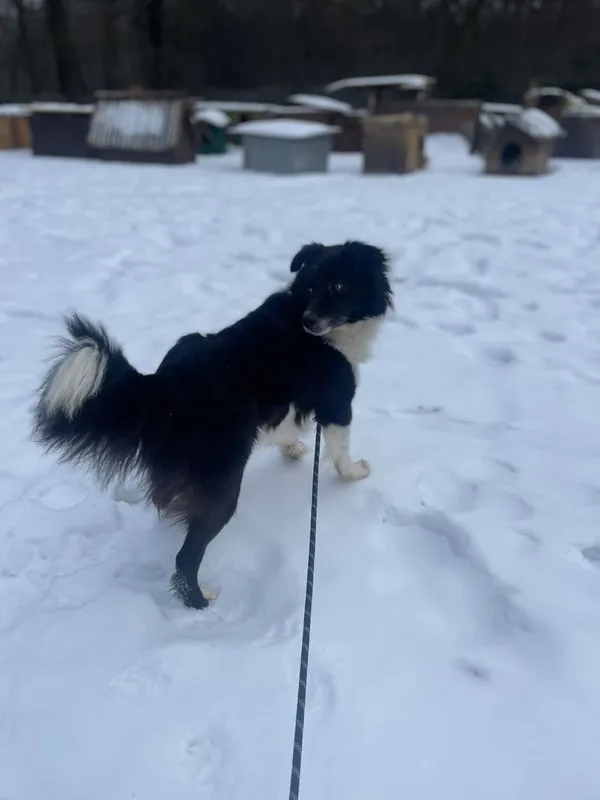 Pies do adopcji, Zgierz, 10 grudnia 2025 (1/5)