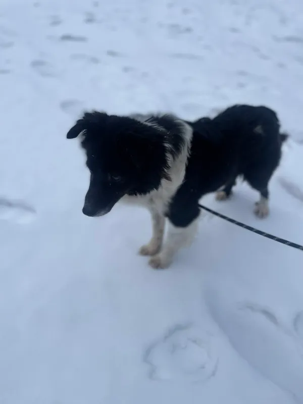 Pies do adopcji, Zgierz, 10 grudnia 2025 (3/5)