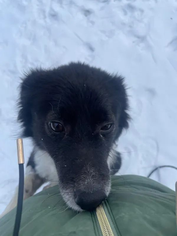 Pies do adopcji, Zgierz, 10 grudnia 2025 (4/5)