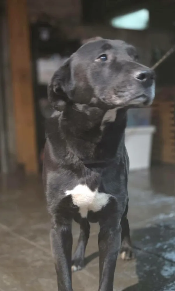 Pies do adopcji, Zgierz, 10 grudnia 2025