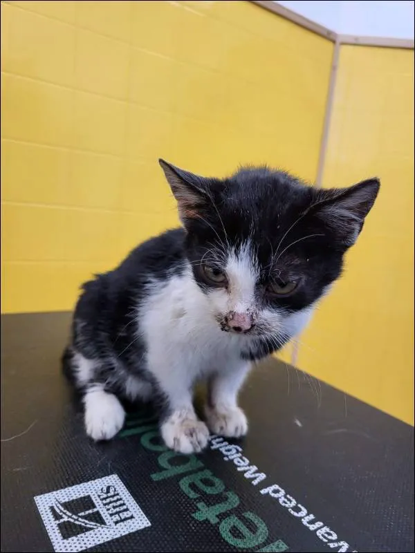 Znaleziono kota, Grudziądz, 11 grudnia 2025