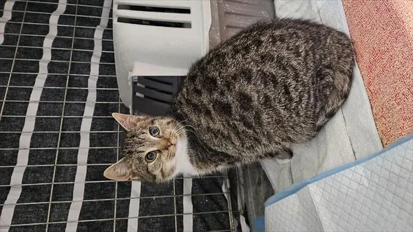 Znaleziono kota, Choszczno, 8 grudnia 2025