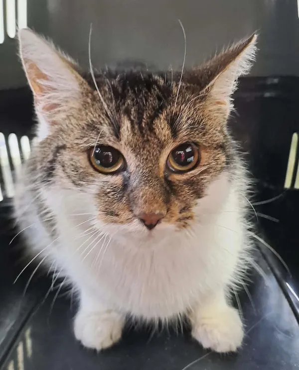 Kot do adopcji, Olsztyn, 10 grudnia 2025