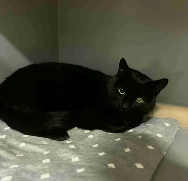 Kot do adopcji, Olsztyn, 23 listopada 2025 (2/4)