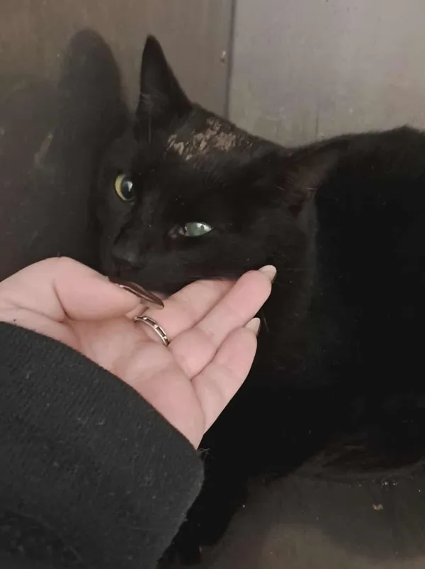 Kot do adopcji, Olsztyn, 23 listopada 2025 (3/4)