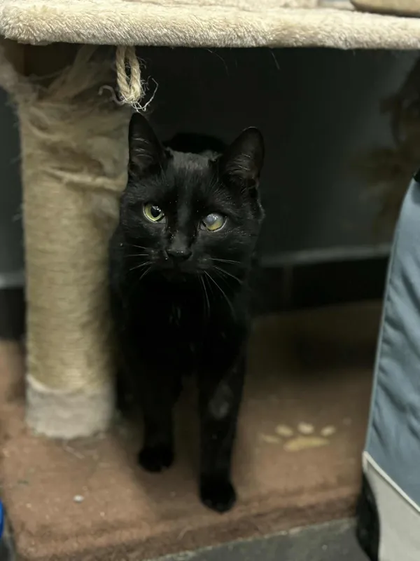 Kot do adopcji, Olsztyn, 23 listopada 2025 (2/5)