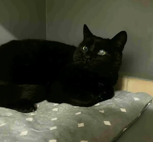 Kot do adopcji, Olsztyn, 23 listopada 2025 (4/5)