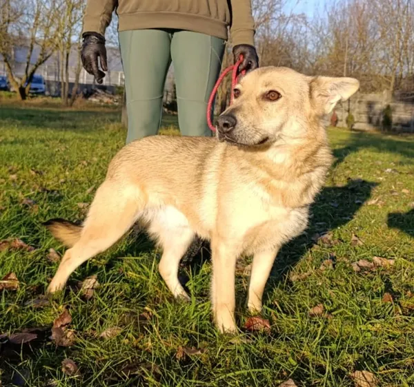 Pies do adopcji, Bełchatów, 9 grudnia 2024 (1/5)
