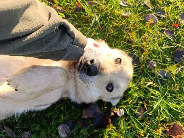 Pies do adopcji, Bełchatów, 9 grudnia 2024 (3/5)