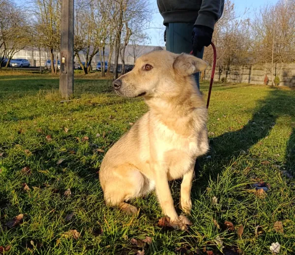 Pies do adopcji, Bełchatów, 9 grudnia 2024 (4/5)